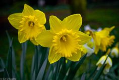 some yellow flowers are growing in the grass