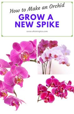 pink orchids with text overlay how to make an orchid grow a new spike