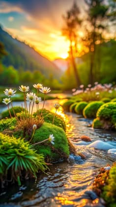 the sun is setting over a small stream with flowers growing on it and grass in the foreground