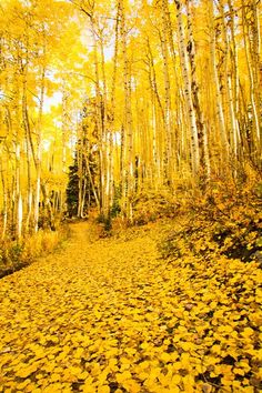 an autumn scene with yellow leaves on the ground