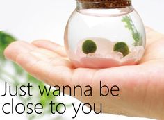 a person's hand holding a small glass ball with plants in it and the words just wanna be close to you