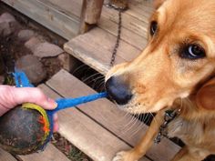 a dog is chewing on a ball with a person's hand