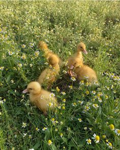 three ducklings are in the grass with daisies