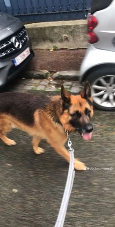 a german shepherd dog walking on a leash in front of parked cars and another car