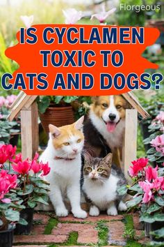 Cyclamen Toxic to Cats and Dogs Toxic To Cats, Pets At Home, Be Dangerous, Out Of Reach, Pet Safe, Cats And Dogs, Animal House, You Must, Dog Cat