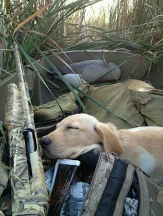 a dog is laying on the back of a truck with its head resting on a bag