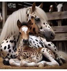 a horse and her foal laying on the ground