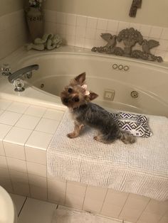 a small dog sitting on top of a towel in a bathtub next to a toilet