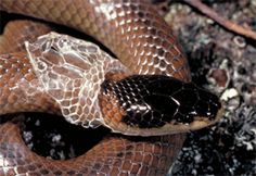 a brown snake is curled up on the ground