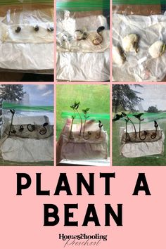 there are pictures of plants growing out of plastic bags in front of the words plant a bean