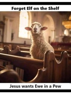 a sheep sitting in the pews of a church with text that reads forget elf on the shelf jesus wants ewe in a pew