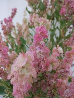 pink and white flowers are in a vase