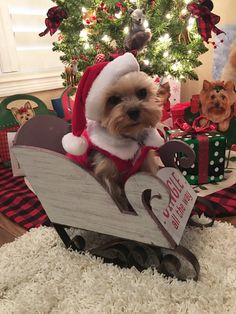 a small dog wearing a santa hat and sitting in a sleigh