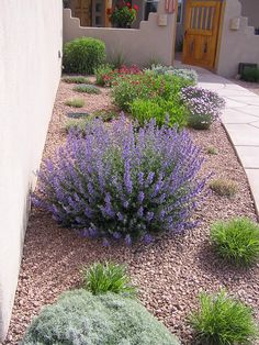 a garden with purple flowers in front of a house