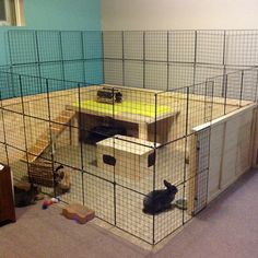 an animal cage with two rabbits in it and one cat sitting on the floor inside