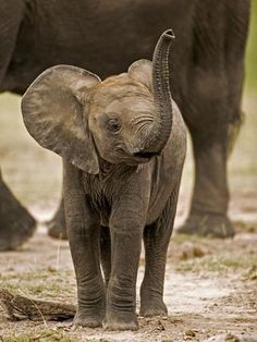 a baby elephant standing next to an adult elephant