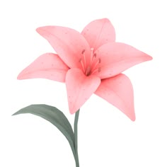 a pink flower with green leaves on a white background