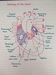 the anatomy of the heart on lined paper