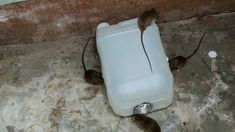 two mice crawling around a plastic container on the ground