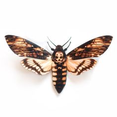 a brown and black moth on a white background