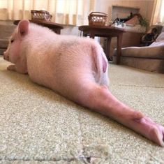 a baby pig is laying on the floor