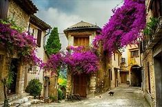 purple flowers are growing on the side of buildings