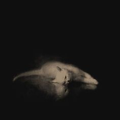 a black and white photo of a cat laying on its side in the dark with it's head down