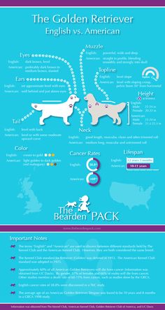 the golden retriever english vs american infographical poster with information about each breed