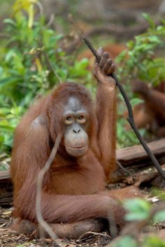 an orangutan sitting on the ground holding a branch in its hand and looking at the camera