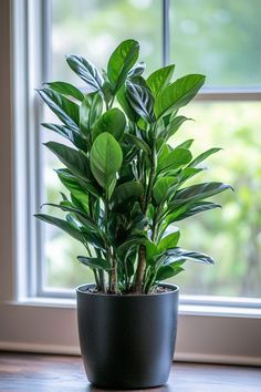 a potted plant sitting on top of a wooden table next to a large window