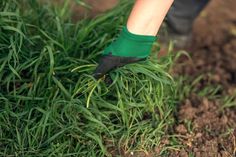 a person with green socks is digging in the grass