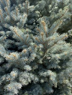 the branches of a pine tree are green and blue with yellow tips, as well as white tipped needles