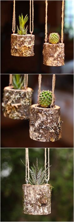 four different pictures of small plants in pots hanging from rope and wood logs with moss growing on them