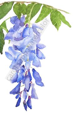 watercolor painting of blue flowers hanging from a green leafy branch on white paper