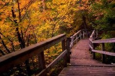 a wooden walkway in the woods with fall foliage