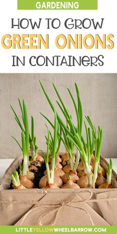 green onions growing in containers with text overlay that reads gardening how to grow green onions in containers