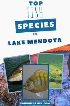 the cover of top fish species in lake mendota, with pictures of different types of fish