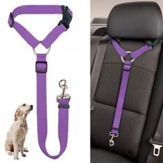 a dog sitting in the back seat of a car wearing a purple harness and leash