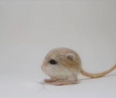 a small rodent sitting on top of a white surface