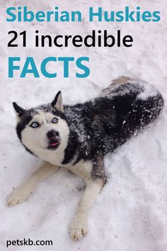 a husky dog laying in the snow with text overlay that reads siberian huskies 21 incredible fact