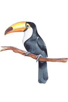 a watercolor painting of a toucan sitting on a branch with a yellow beak