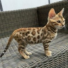 a cat standing on top of a wicker couch