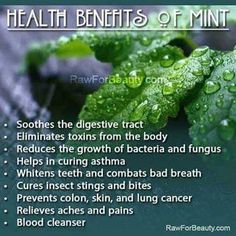 the health benefits of mints