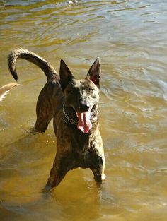 two dogs are playing in the water with each other and one dog is sticking its tongue out