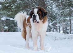 a large brown and white dog standing on top of snow covered ground next to trees