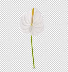 a white flower that is on a stick