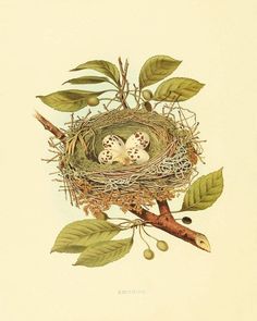 a bird's nest with three eggs and two small birds sitting on the branch