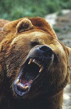 a brown bear yawning with its mouth open