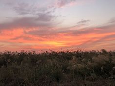 the sky is pink and orange as the sun sets in the distance behind some bushes