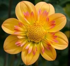 a yellow and pink flower with green leaves in the background